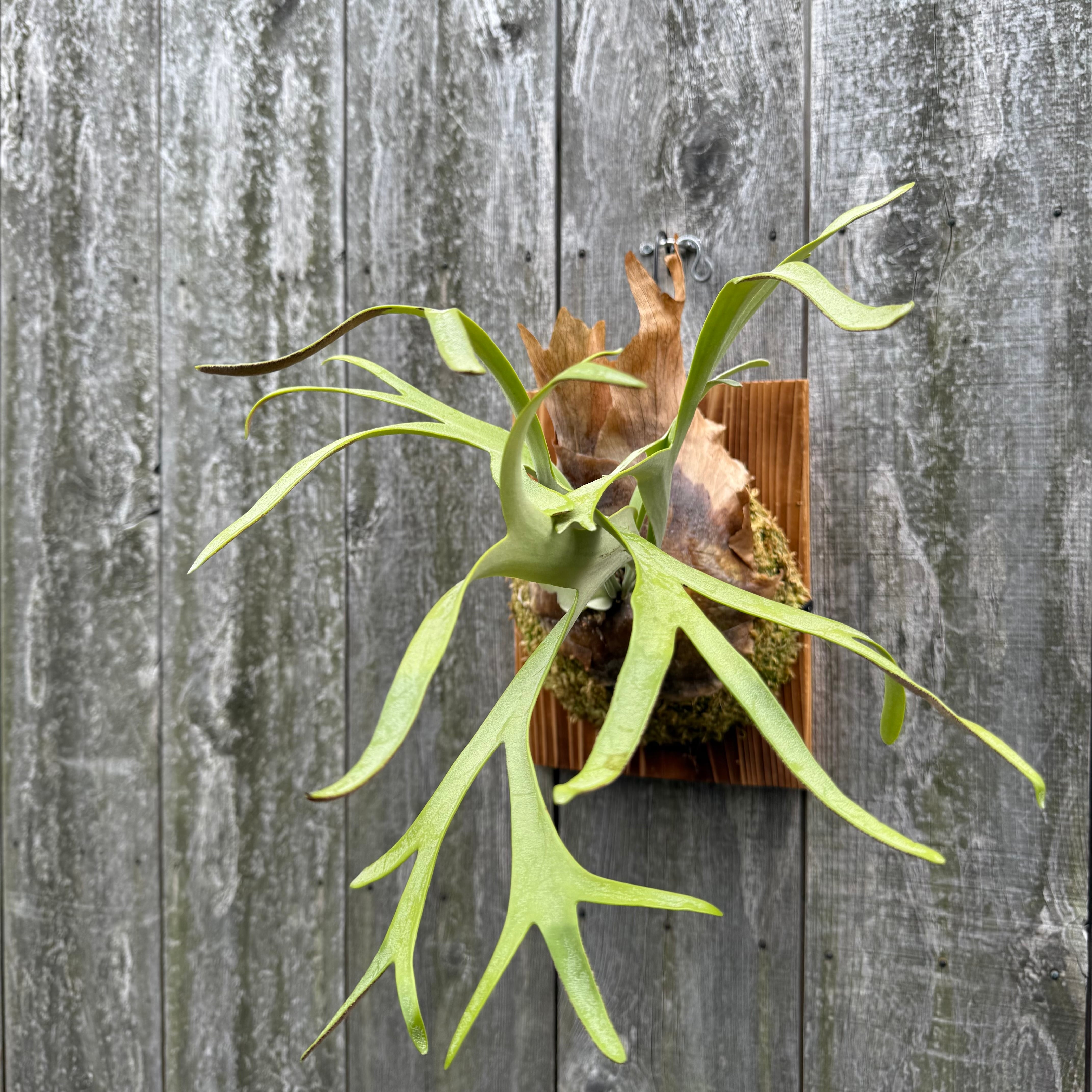 P. willinckii cv. Silvery Dwarf (pup) | naturefix