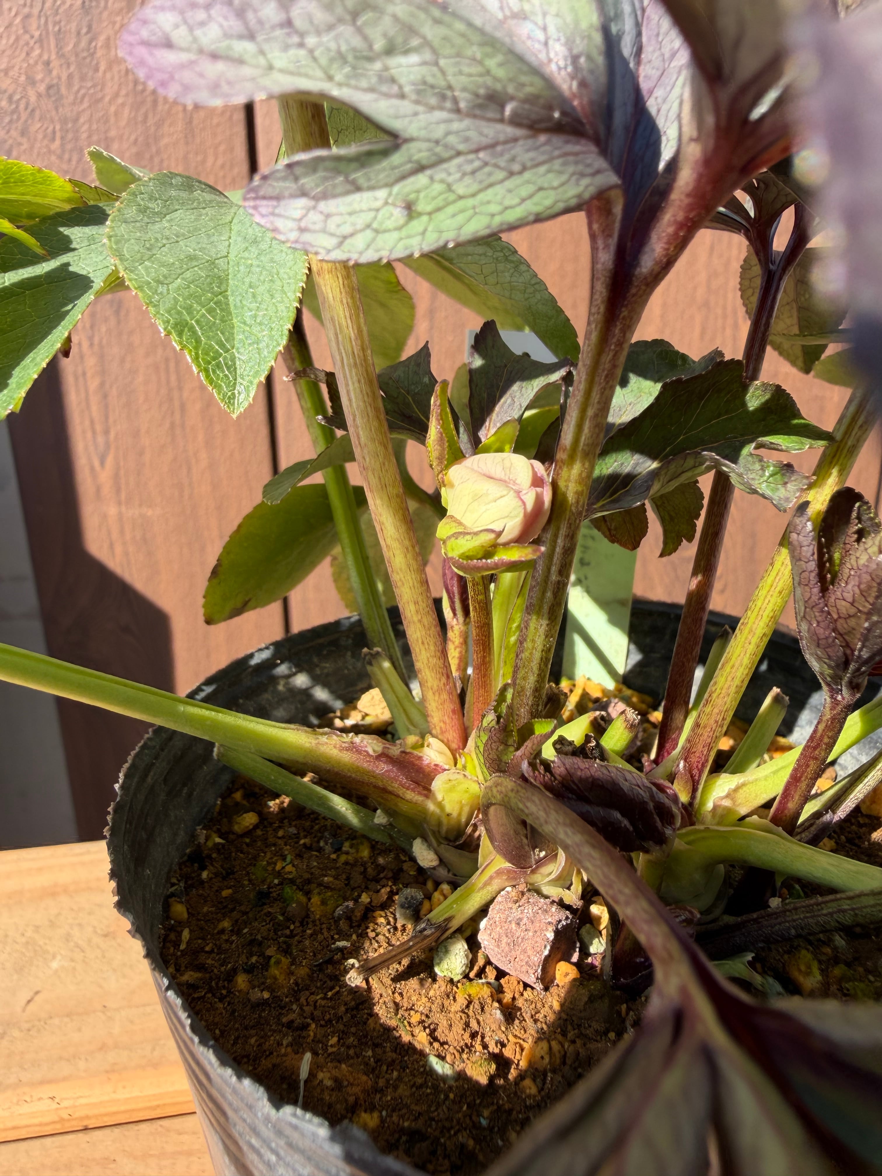 ポーセリンhyb. 大木ナーサリー クリスマスローズ【Og19】送料無料