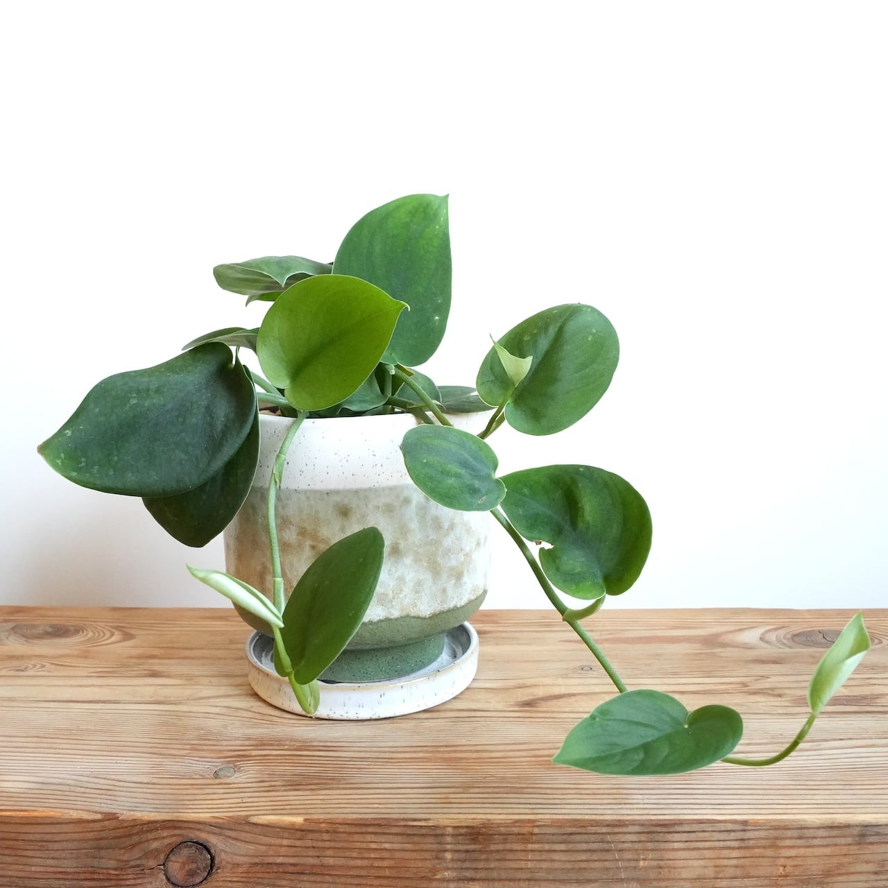 送料込み】観葉植物 スキンダプサス ダークグリーン4号サイズ 陶器鉢