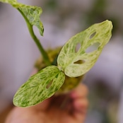 Monstera adansonii Mottled / モンステラ アダンソニー ミント㉜ / 観葉植物