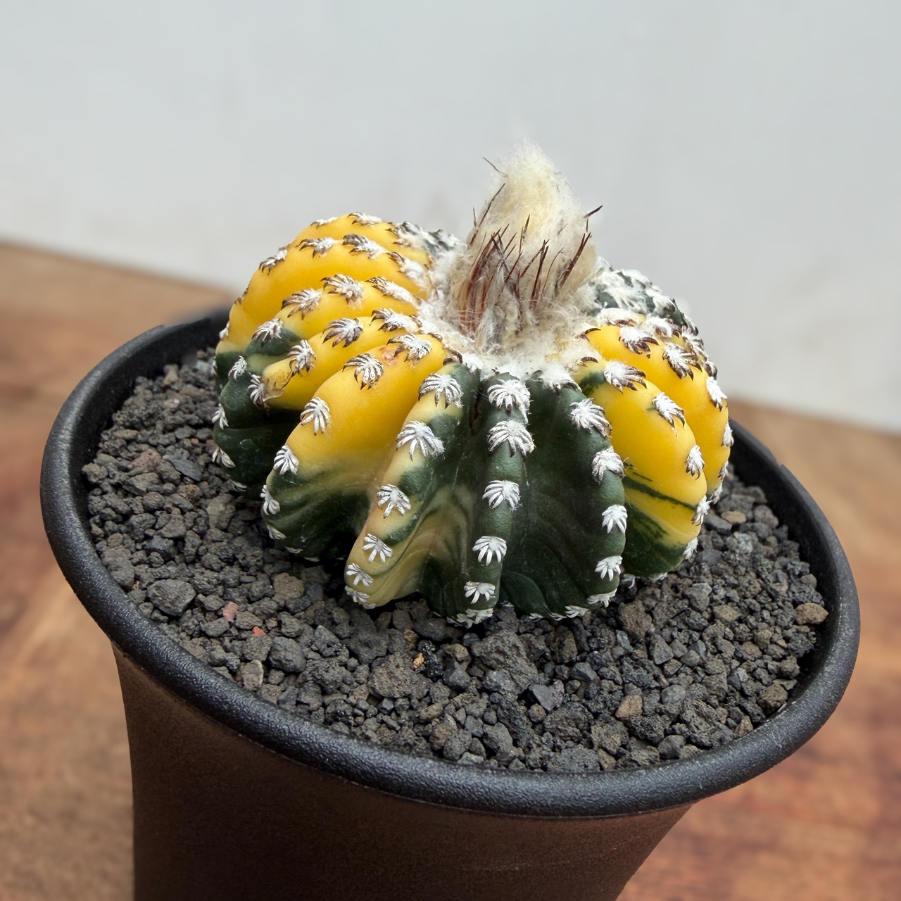 Discocactus horstii variegata【ディスコカクタス・ホルスティ錦】