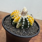 Discocactus horstii variegata【ディスコカクタス・ホルスティ錦】