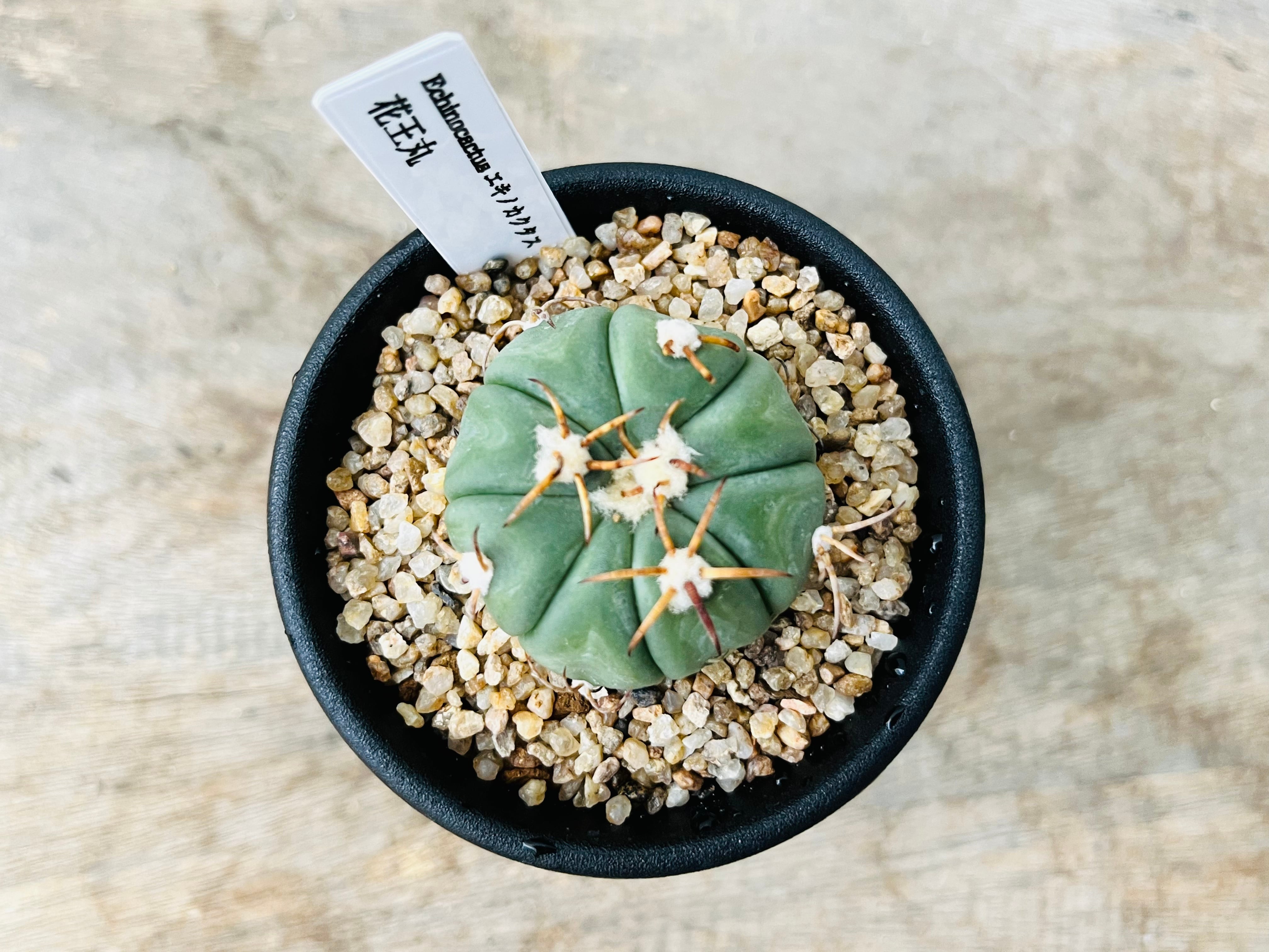 Echinocactus horizonthalonius エキノカクタス 花王丸 サボテン