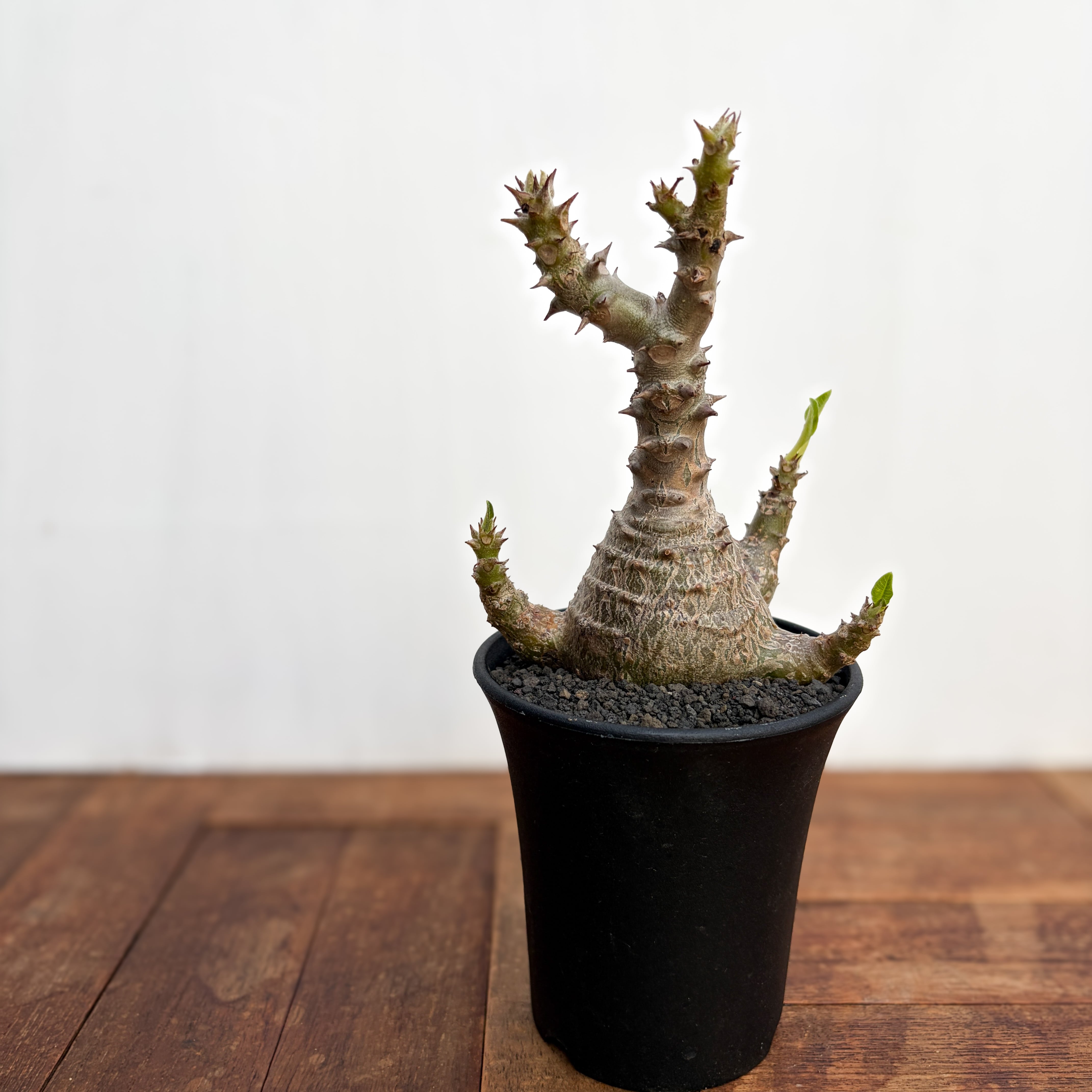 Pachypodium windsorii【パキポディウム・ウィンゾリー】 | RIMO'S