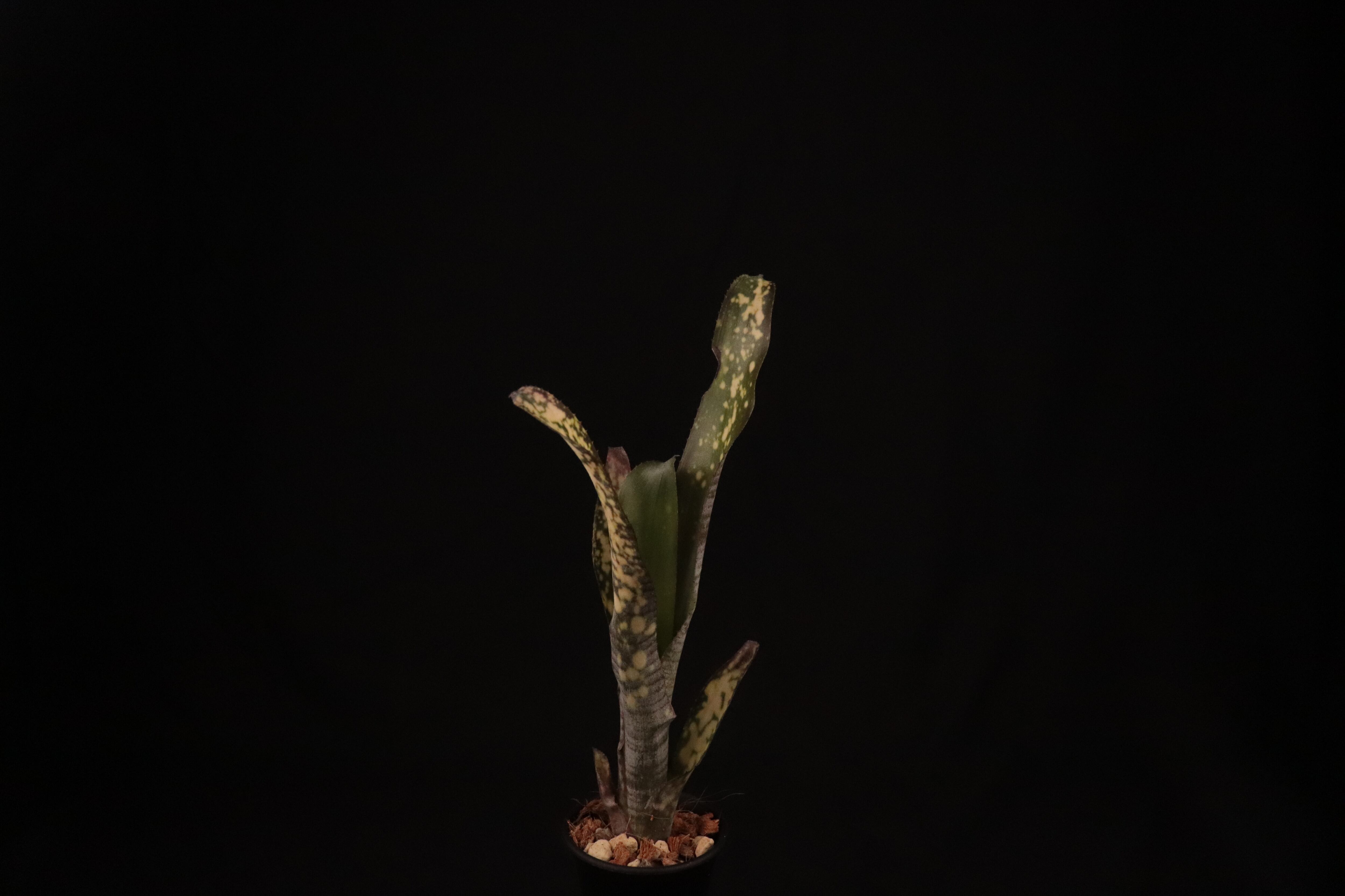 送料無料】Billbergia 'Kolan White pearl'〔ビルベルギア〕現品発送