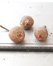 カット苗 ユーフォルビア バラネビス S Euphorbia rapulum