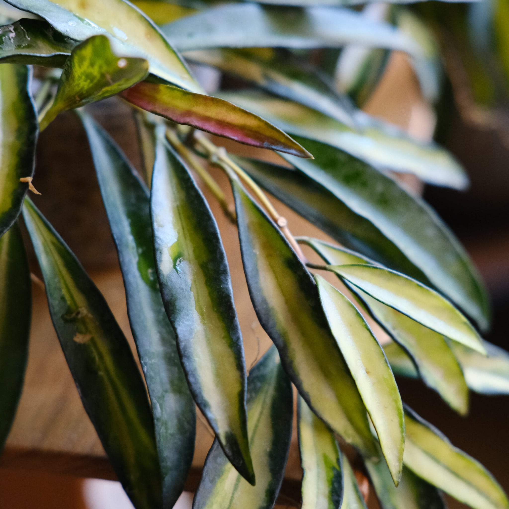 その他観葉植物 Hoya wayetii Hoya wayetii care and propagation—an intro to this cool hoya!