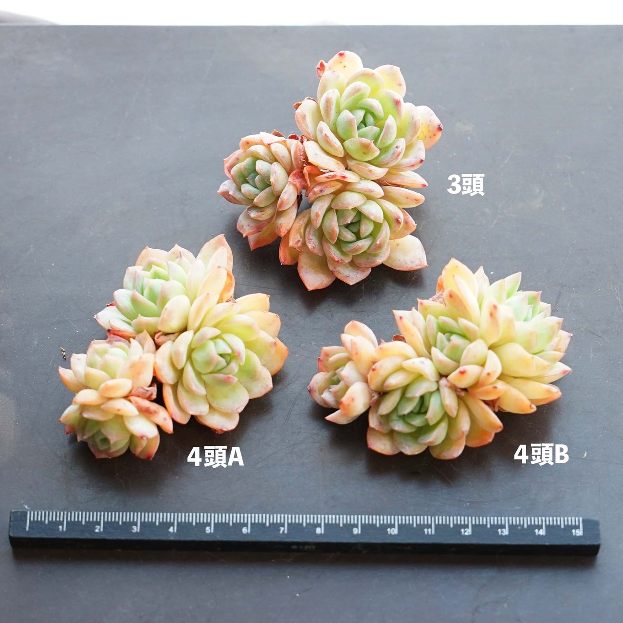 一部発根済カット苗 蜜桃霜 ピーチクリーム Echeveria 'Peach Cream'