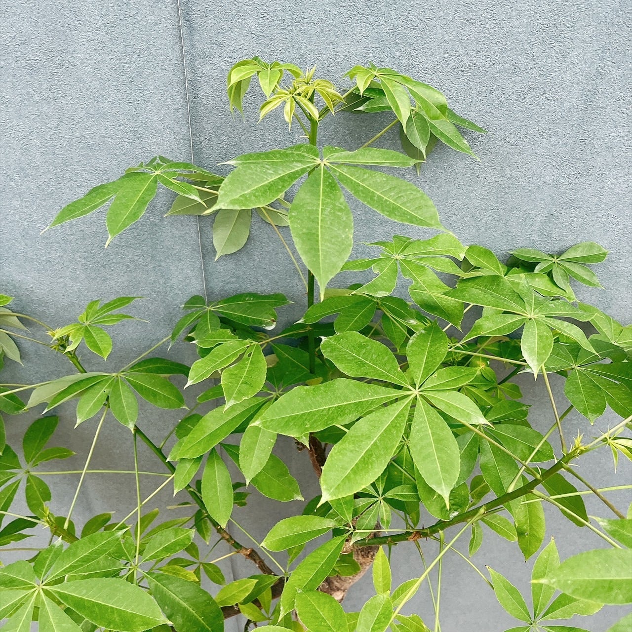 現品］☆珍しい☆ 19番 トックリキワタ 8号 南米桜 観葉植物 レア 徳利