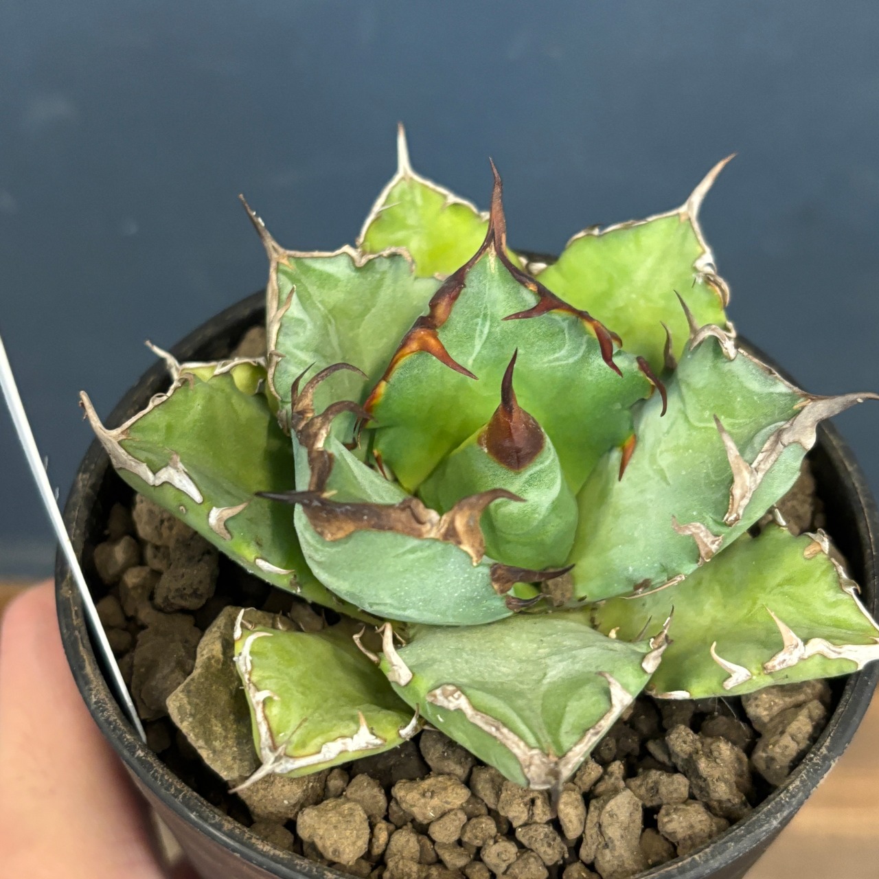 アガベ チタノタ 姫厳竜【688】