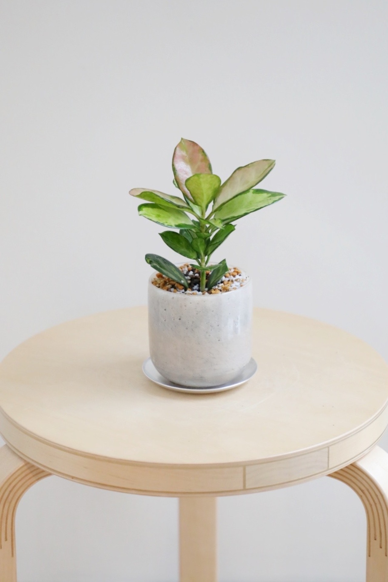 【S】ホヤ オーストラリス リサ/Hoya　