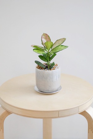 【S】ホヤ オーストラリス リサ/Hoya　