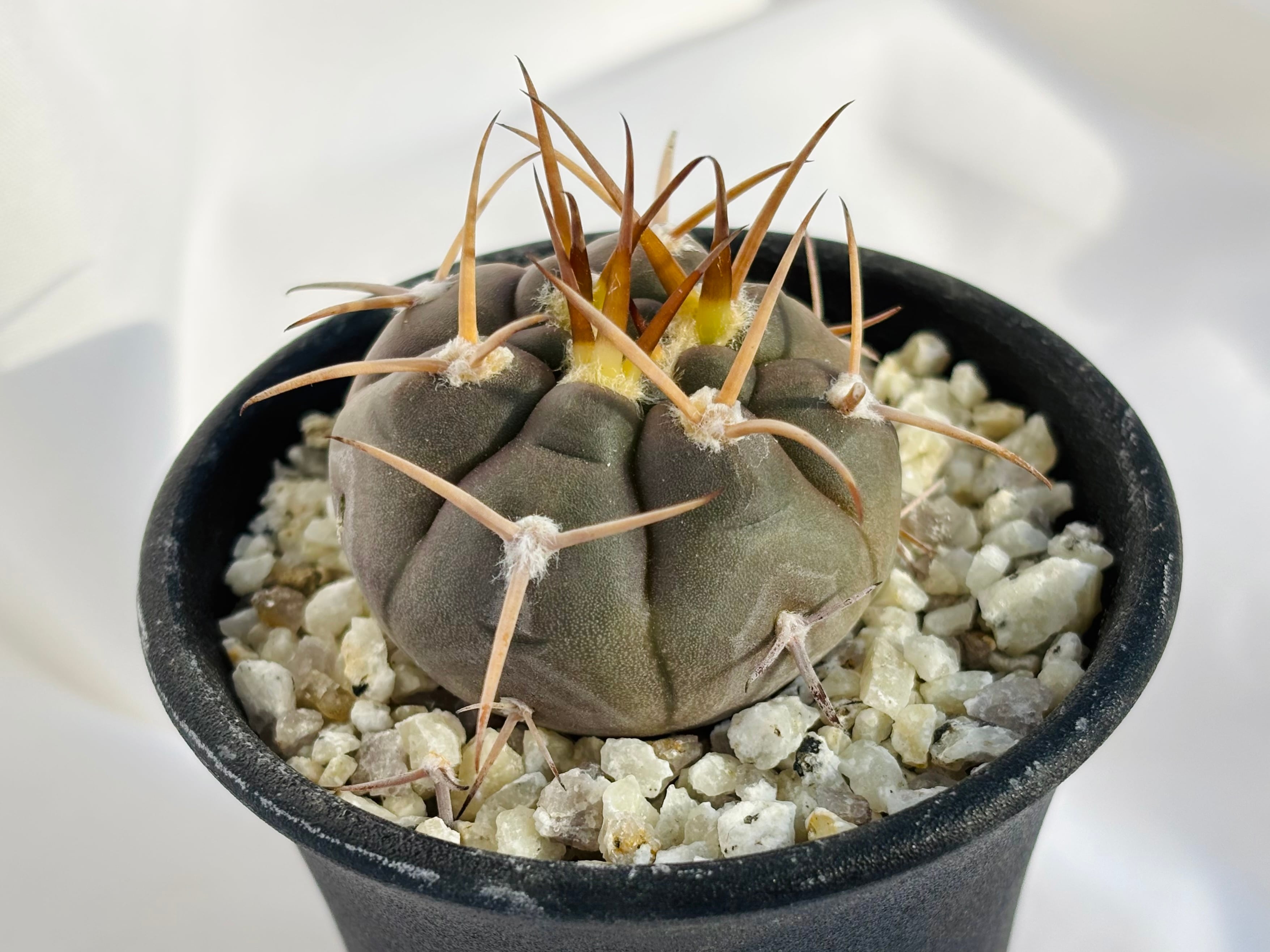Gymnocalycium mazanense ギムノカリキウム 守金魔天竜 サボテン