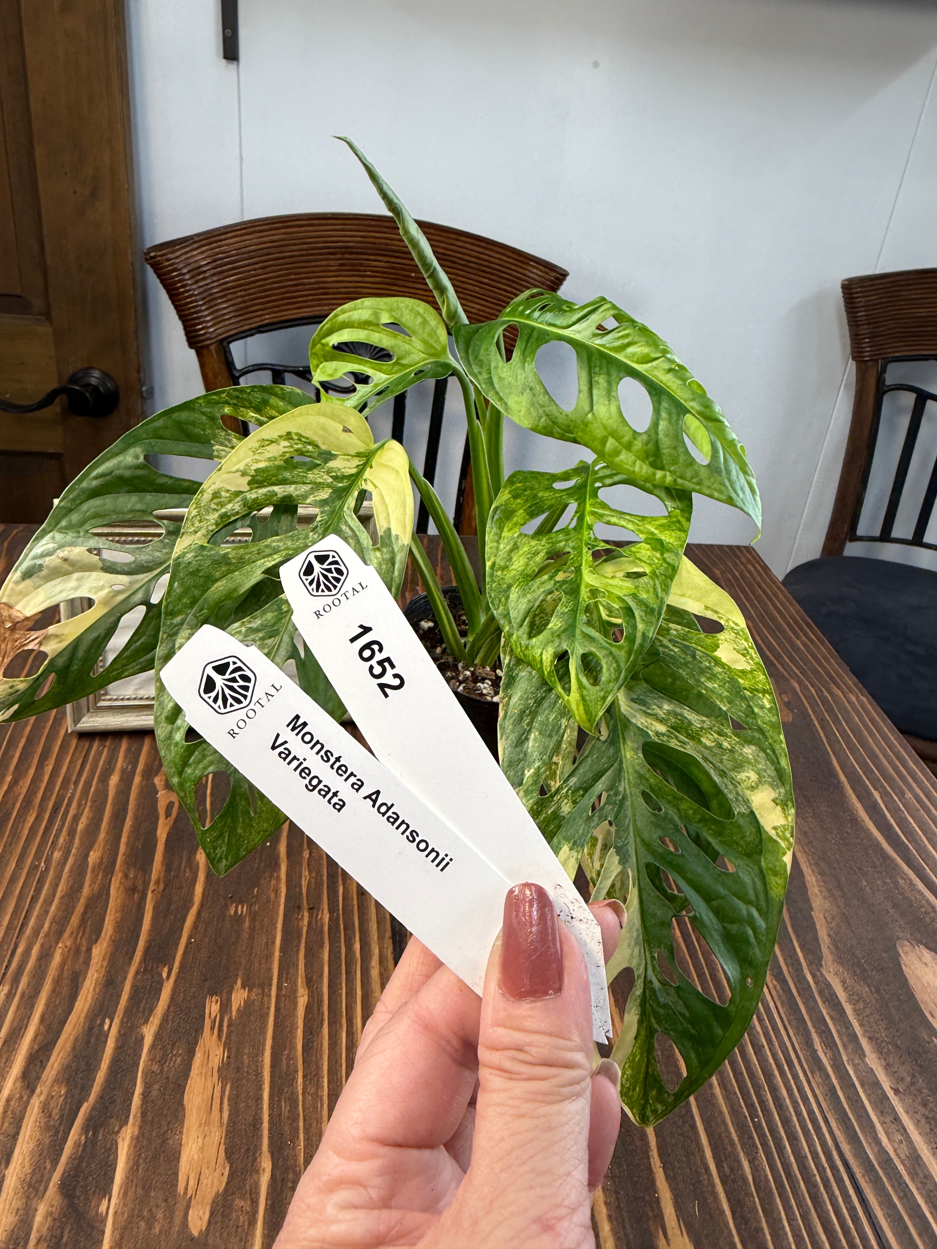 ★1652【魅了する美しさ】モンステラ アダンソニーオーレアバリエガータ(黄斑)(3号ポット)