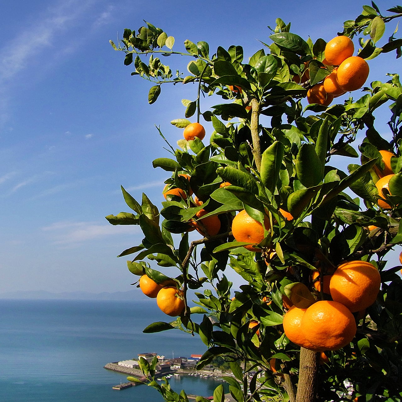特選早生温州みかん 優品 3kg 2Lサイズ | 杉本果樹園 八寿みかん