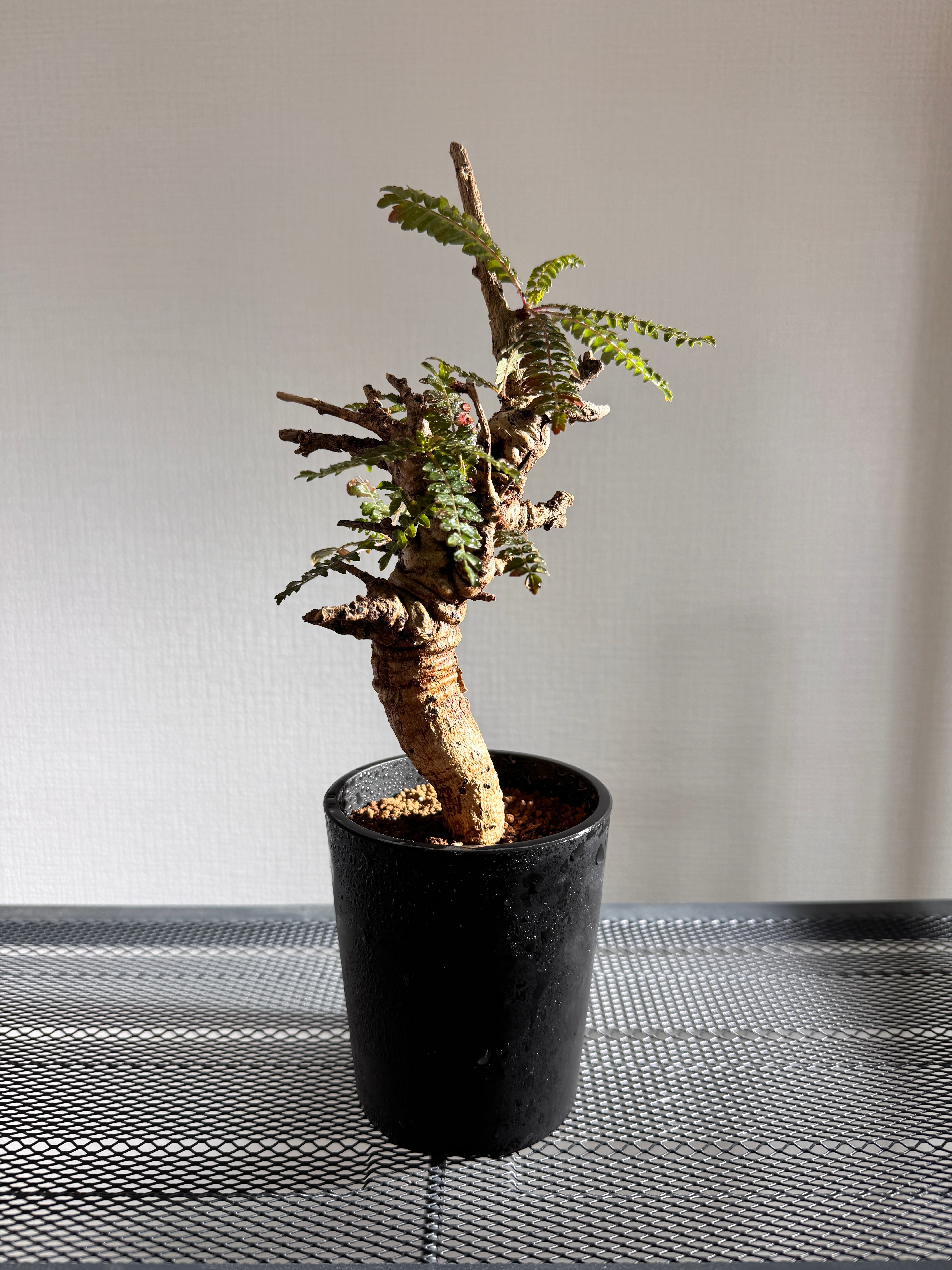 no.2 子株付き アガベ パリー トランカータ agave parryi truncata