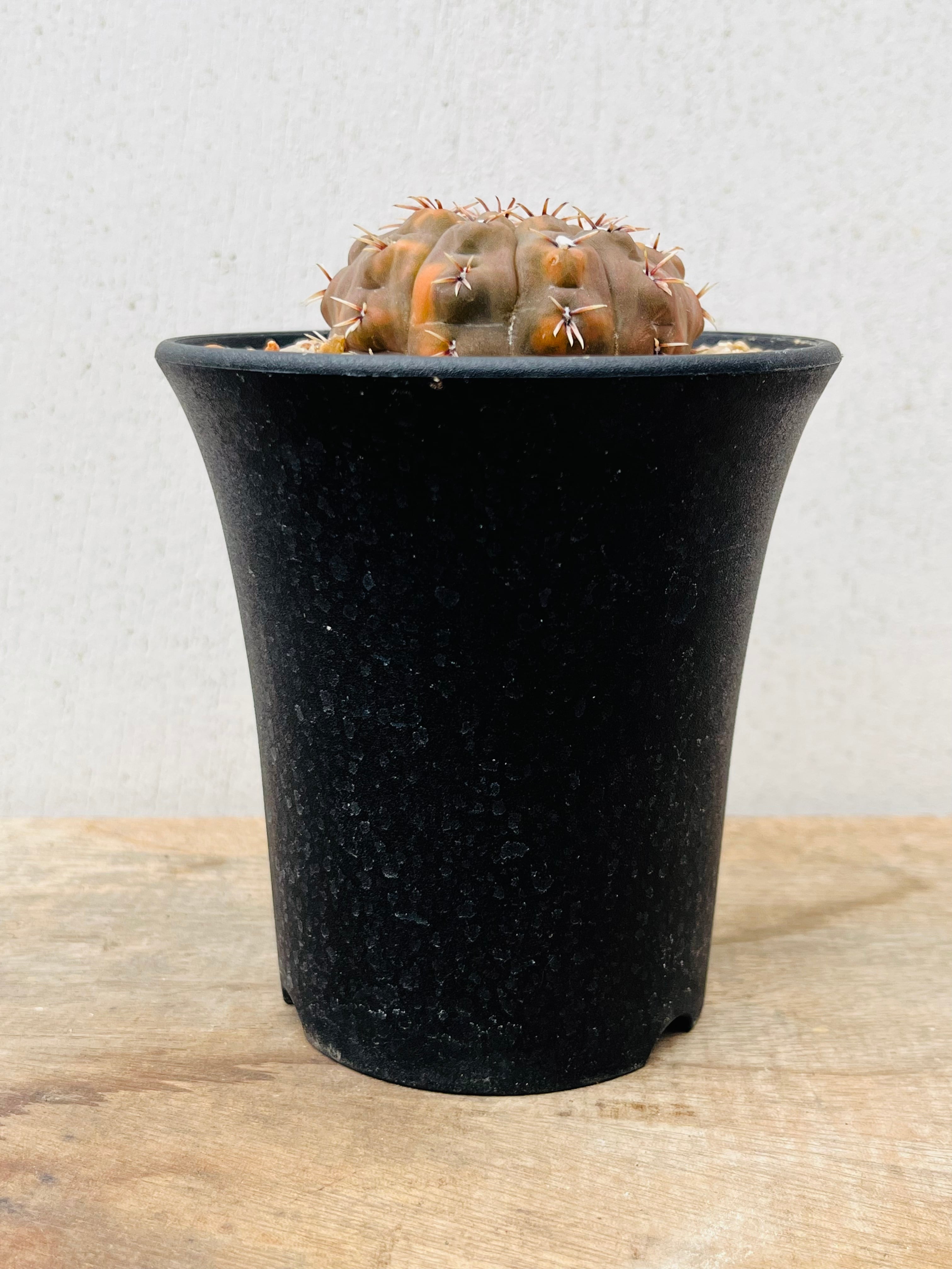 EMP ギムノカリキウム 怪竜丸 錦 実生 / CT88 EMP ギムノカリキウム 怪竜丸 錦 実生 / 美株 CT88 サボテン