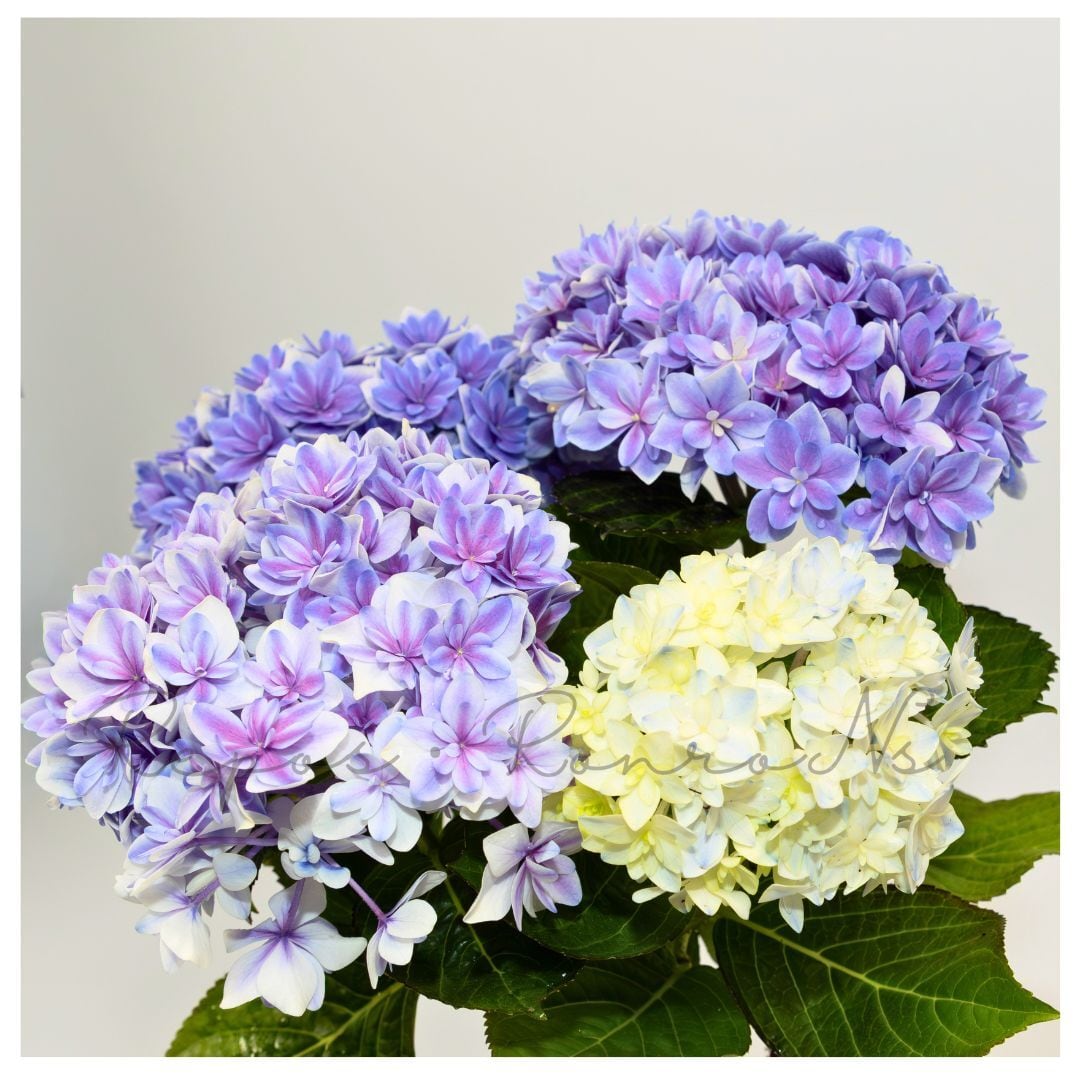 ☆ハイドランジア♡アジサイ☆カノン　ブルー☆5.5号鉢☆超希少☆ アジサイ：カノン・ブルー（4号鉢）大栄花園 ハイドランジア 紫陽花 母
