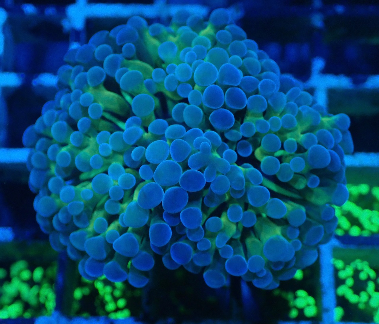ParaAncora Hologram 13