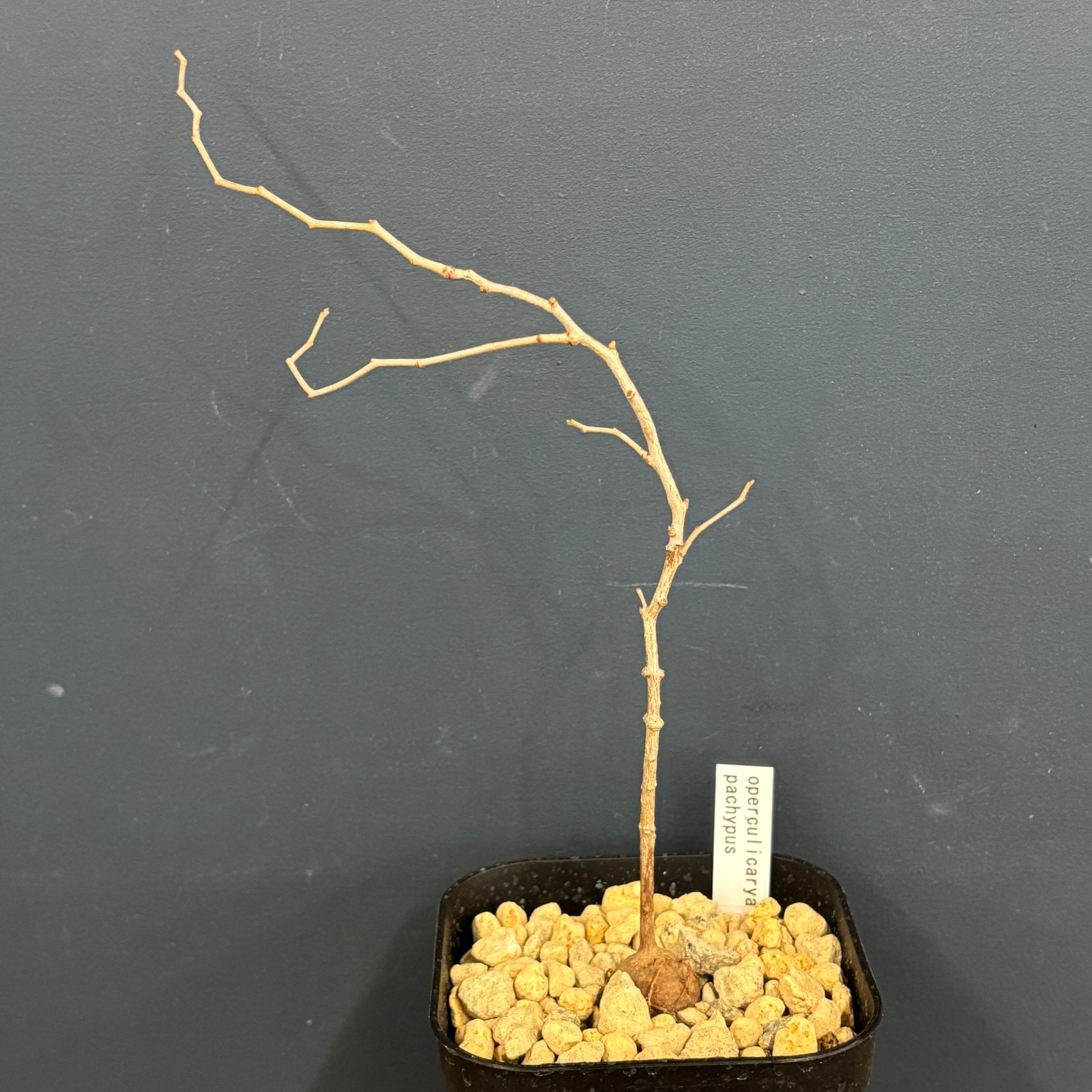 オペルクリカリア パキプス【850】