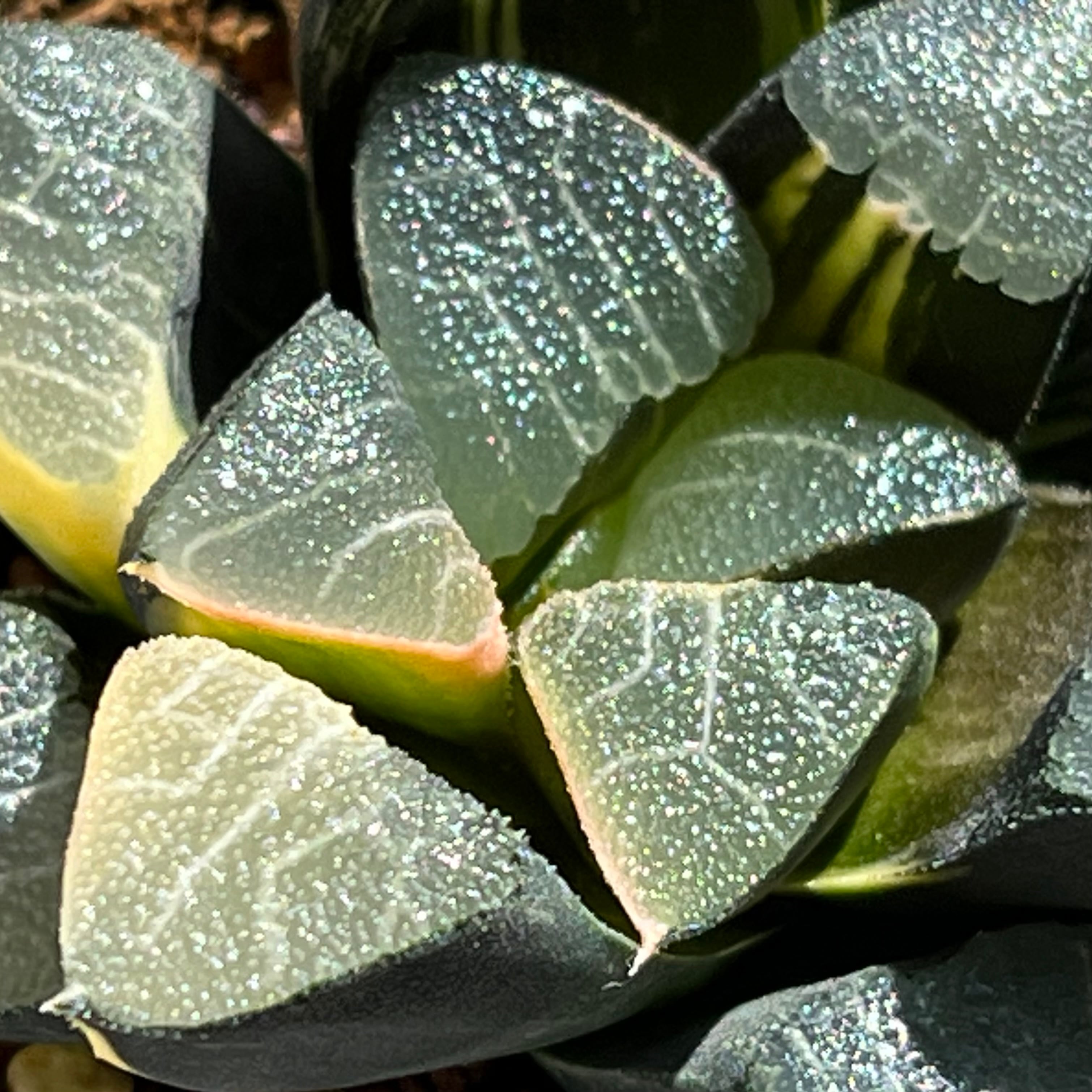ハオルチア スーパーコレクタ錦 | mocono_plants