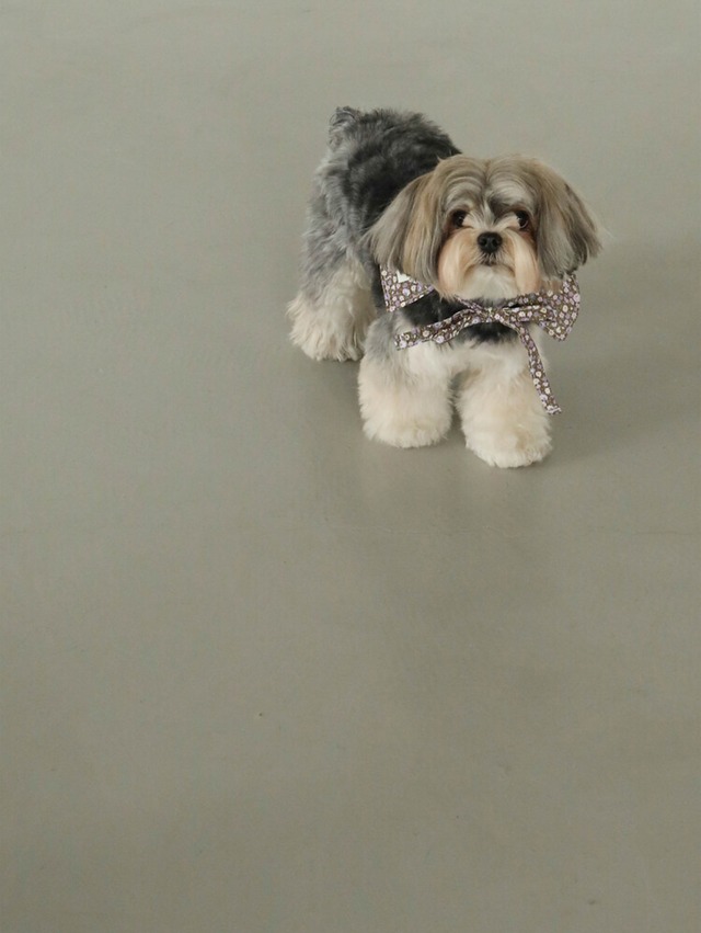 〈即納アイテム〉OHDIBS / Denim Cotton Cape