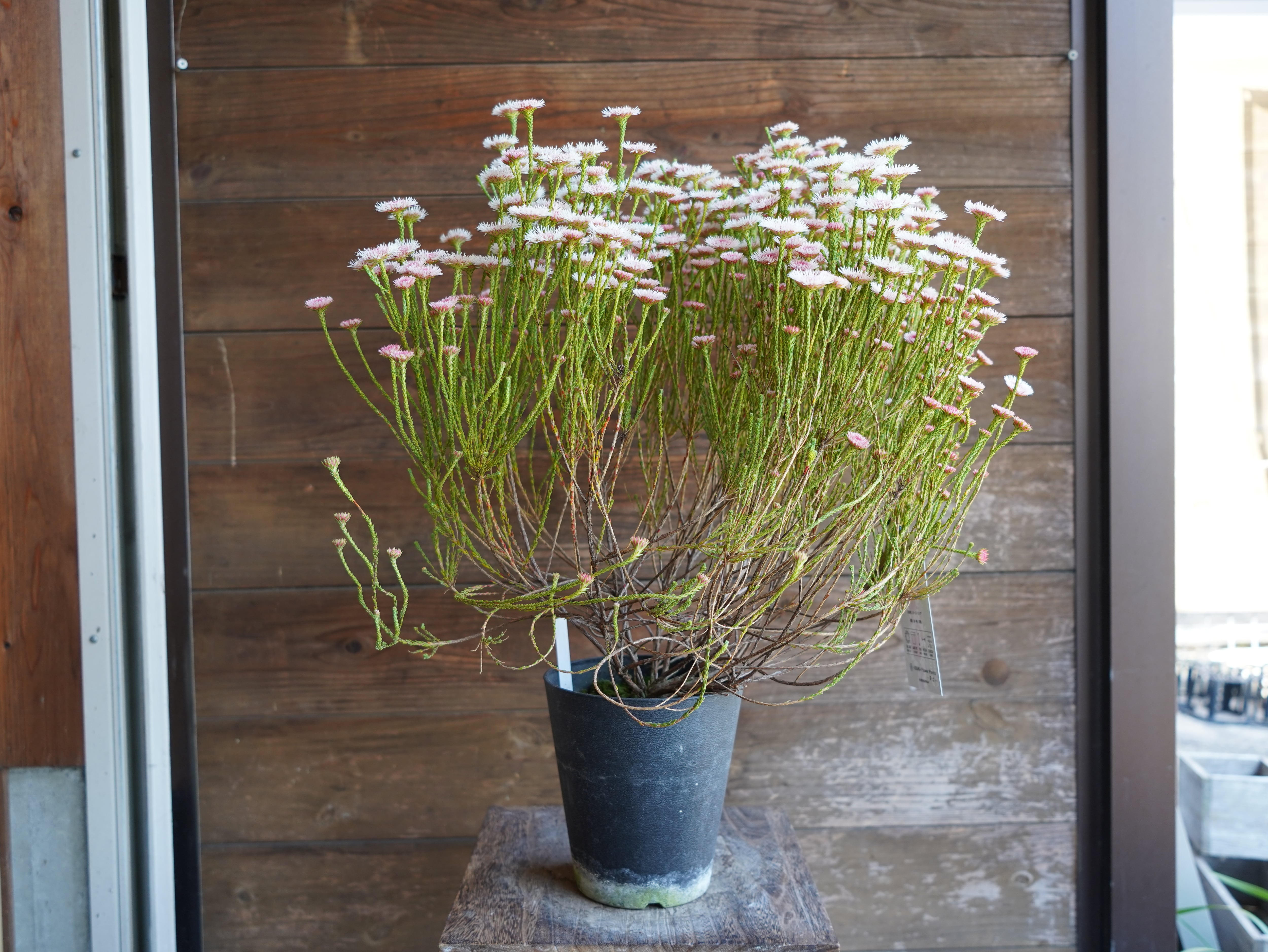 【現物】アクチノジウム　”シャトルデイジー”　C