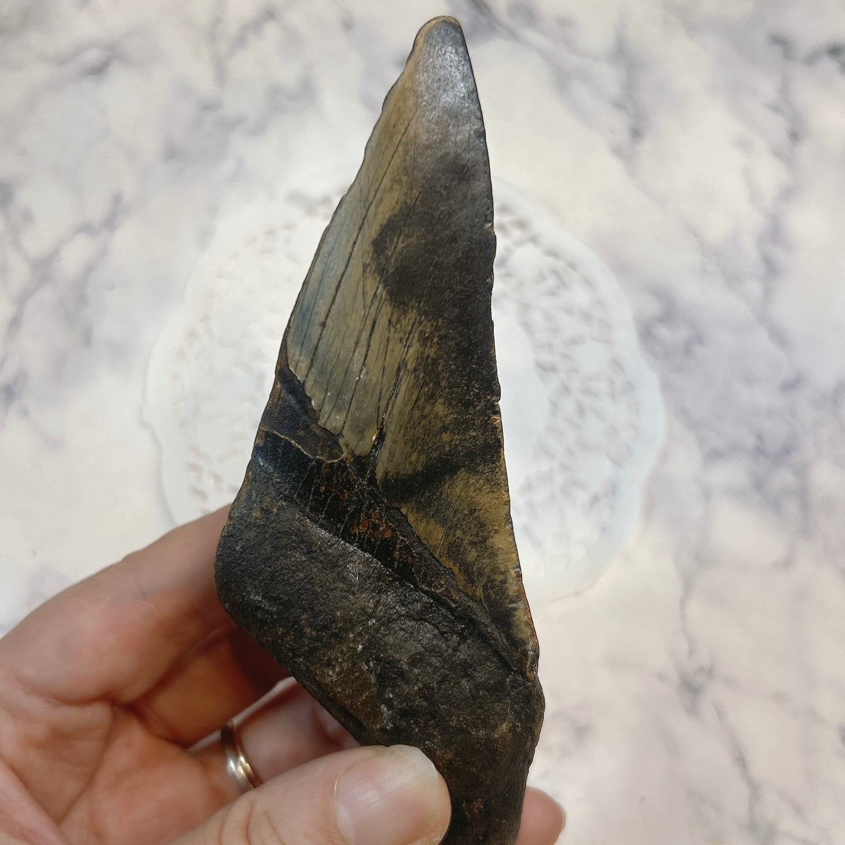 化石標本】 | クリスタル・ワールド御徒町店