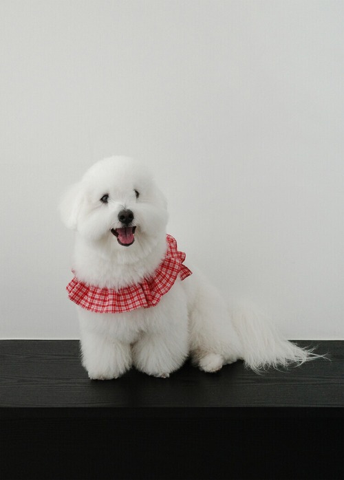〈予約アイテム〉OHDIBS / capeness no.15  Red check