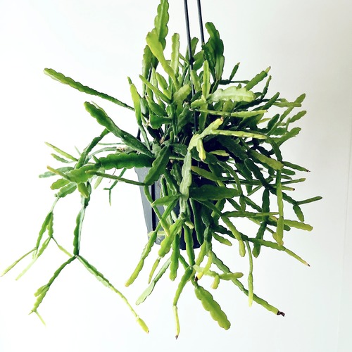 【再入荷】森のカーテン✳︎リプサリス ラウヒオルム calm cafe