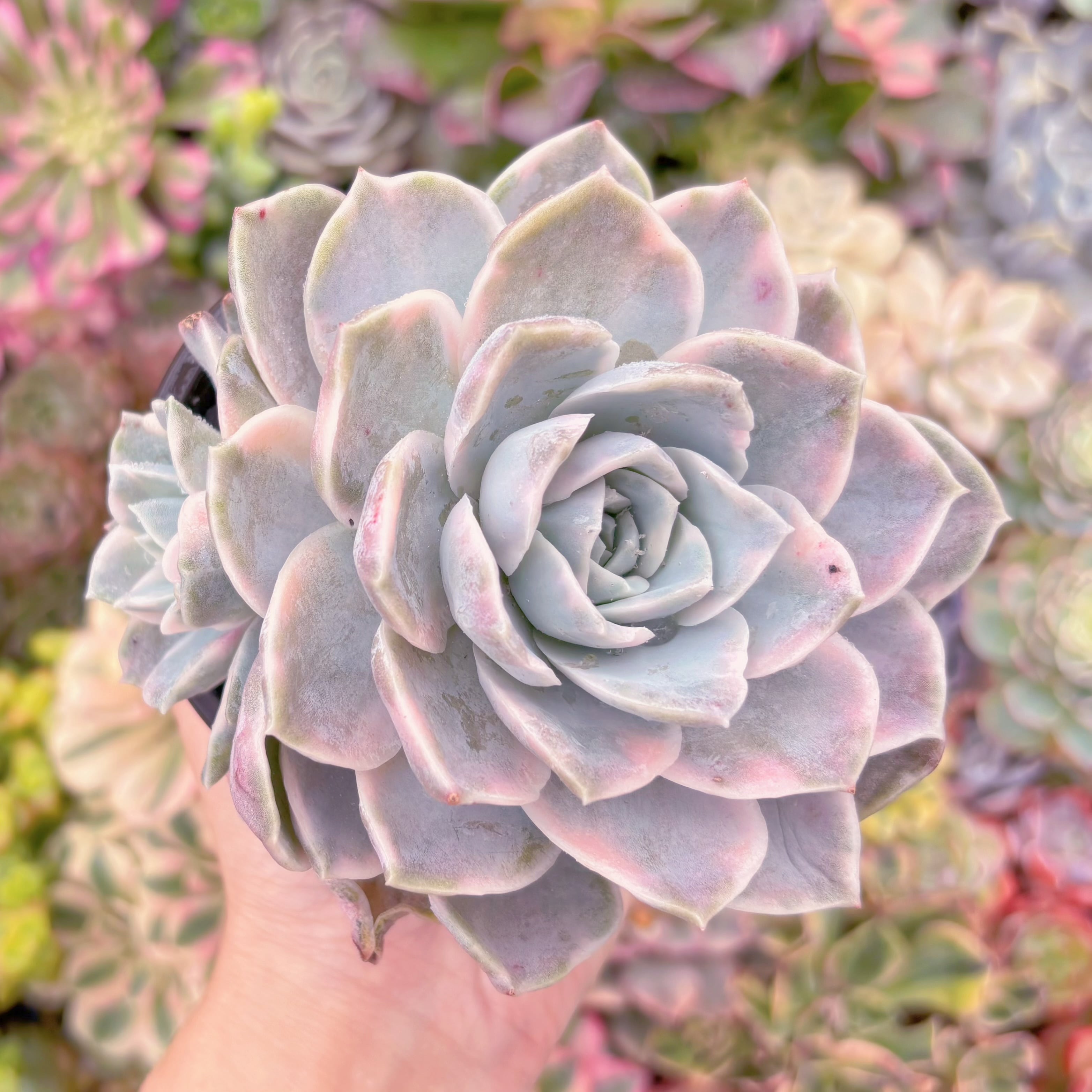 現品　ラブリーローズx白牡丹錦#909　新入荷　るる農園