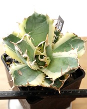 抜き苗 アガベ チタノタ 白鯨錦 長期養生苗 Agave titanota 'Hakugei Nishiki'