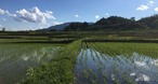 【令和5年産】山形県 「椹平(くぬぎだいら)雪若丸」【特別栽培米】（白米／玄米 5kg）