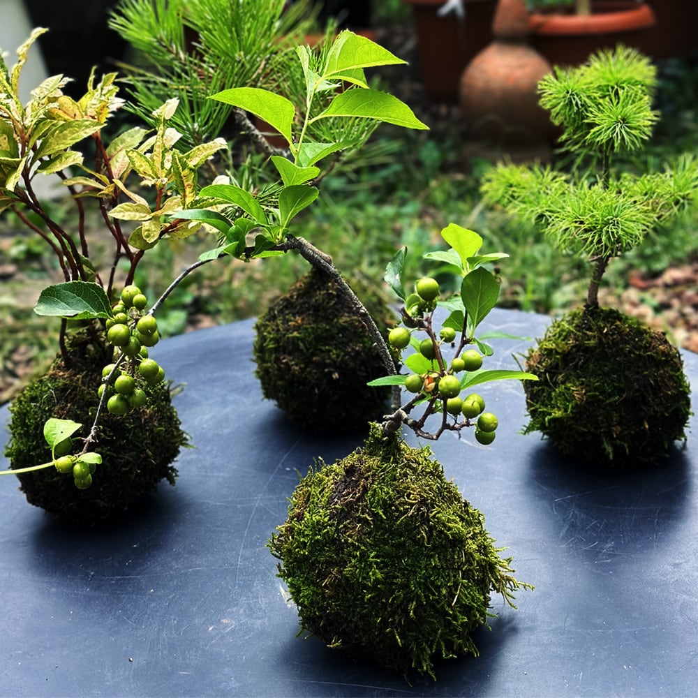 年4回 苔玉と和BONSAIの定期便 「苔ボン4」 | 花と植物のフラワー