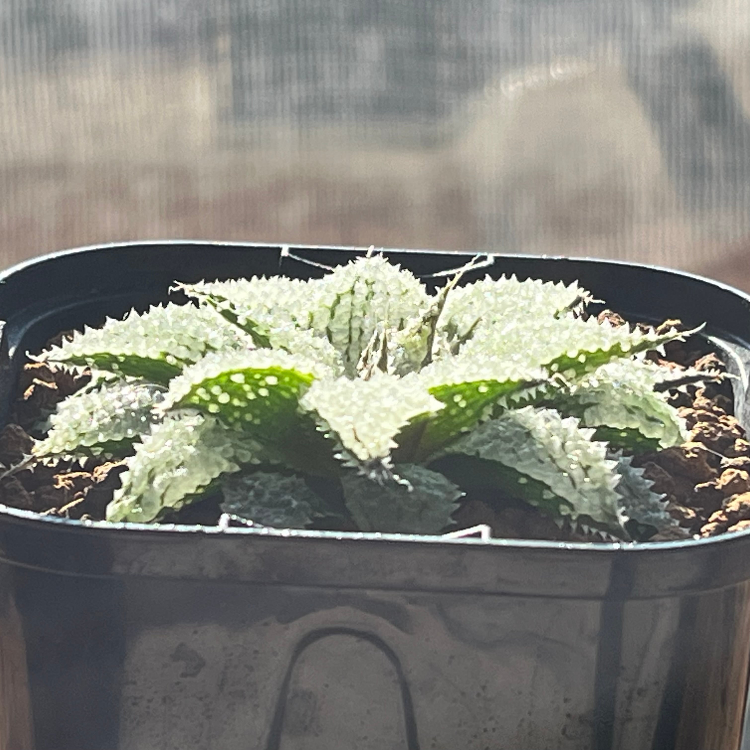ハオルチア スターズフェアリー | mocono_plants