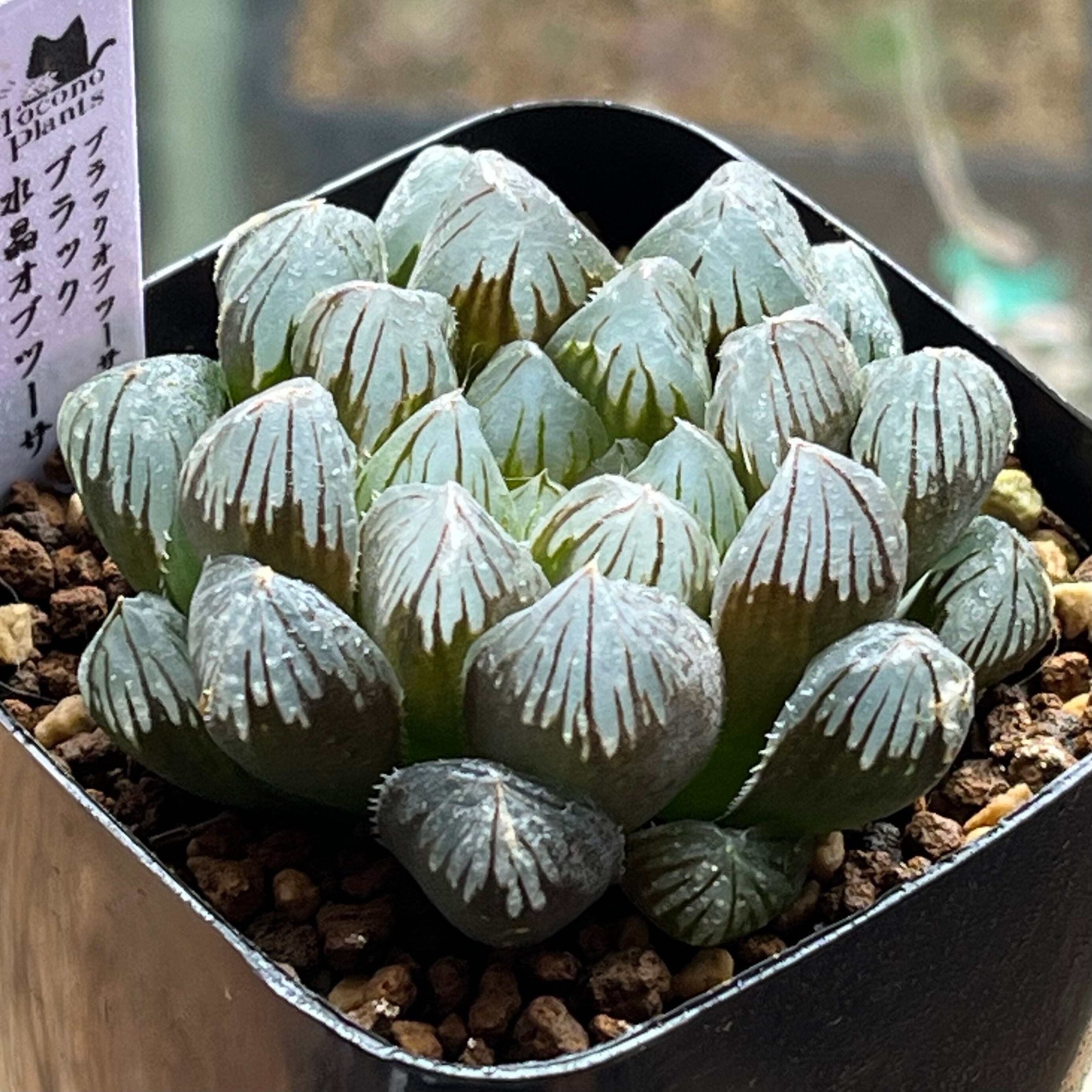 S*a様 多肉植物　ハオルチア　太陽の恋人錦　糊斑 ハオルチア オブツーサ錦 赤太陽 | mocono_plants