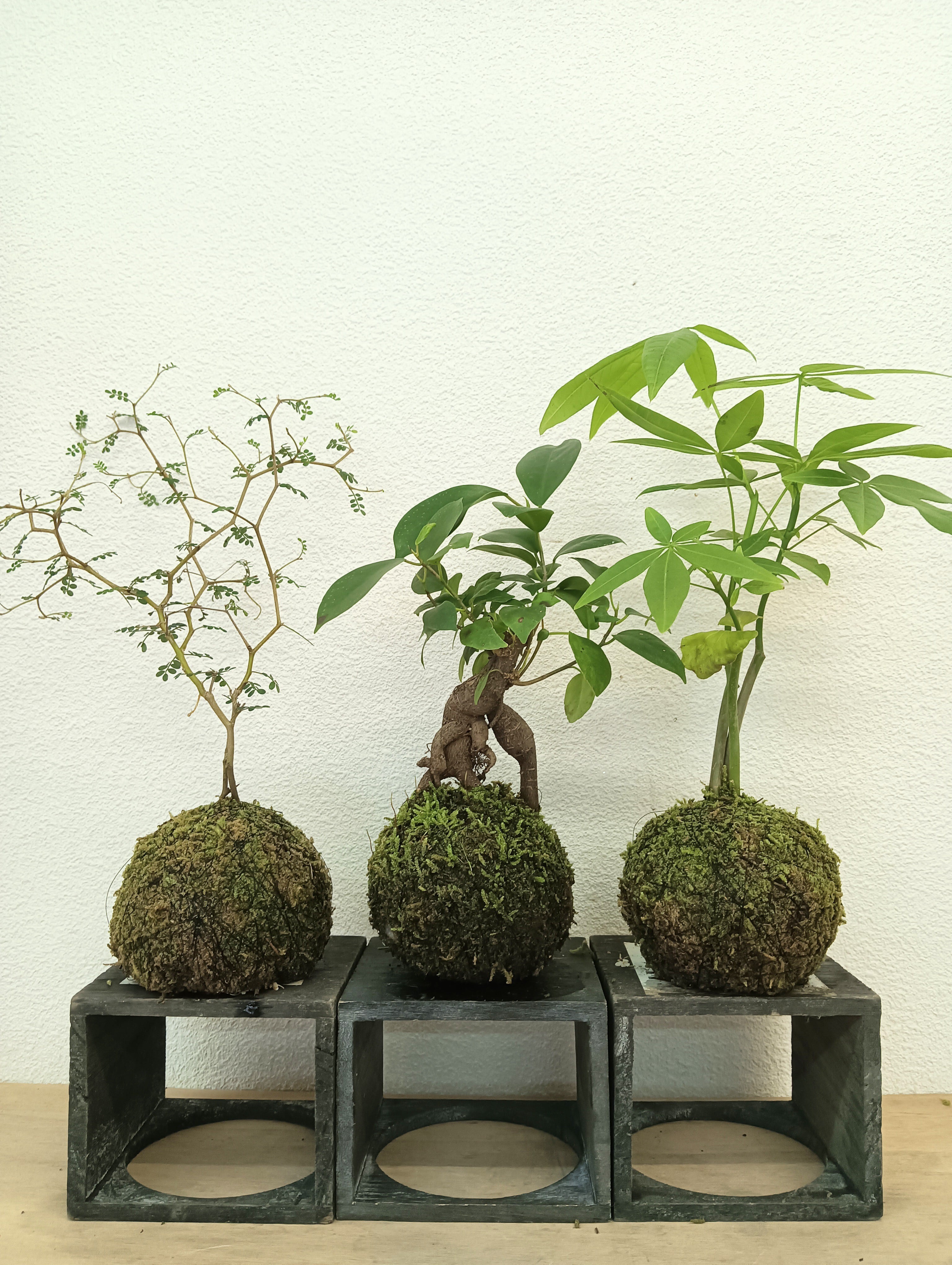 苔玉・苔 puyozou 苔玉・苔 puyozou 苔玉・苔 puyozou 楽天市場】（観葉植物）苔玉