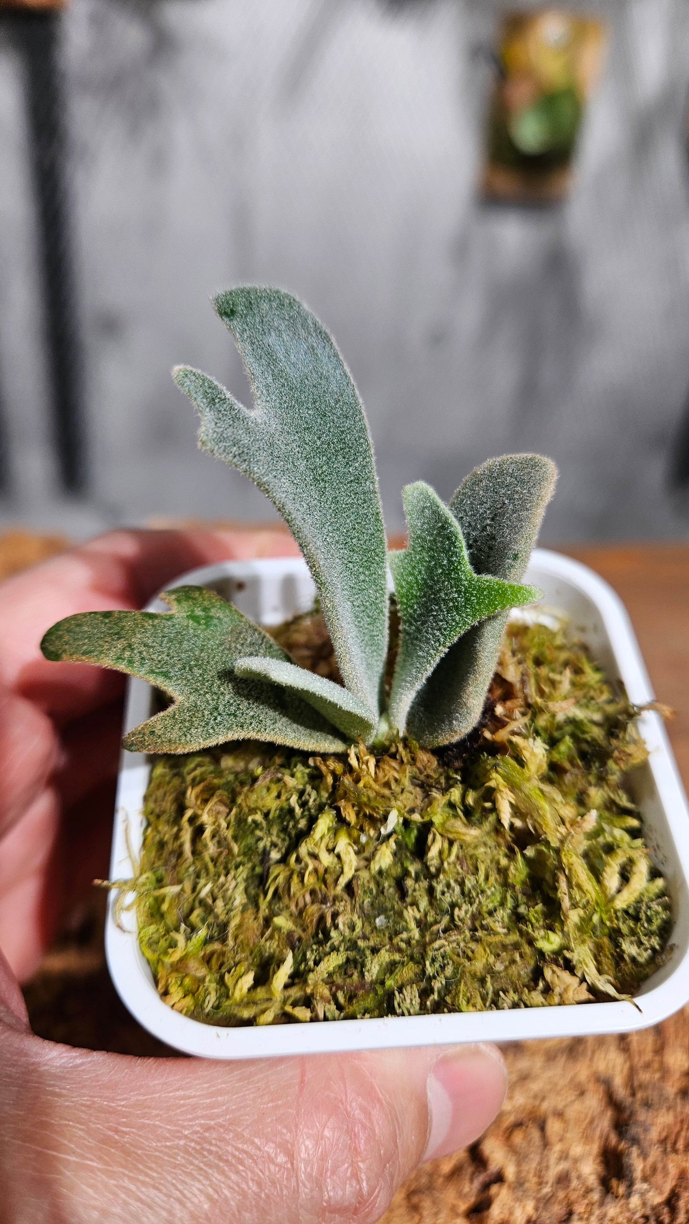P.willinckii cv. Dairy Queen × P.willinckii Snow Elf Sporelings