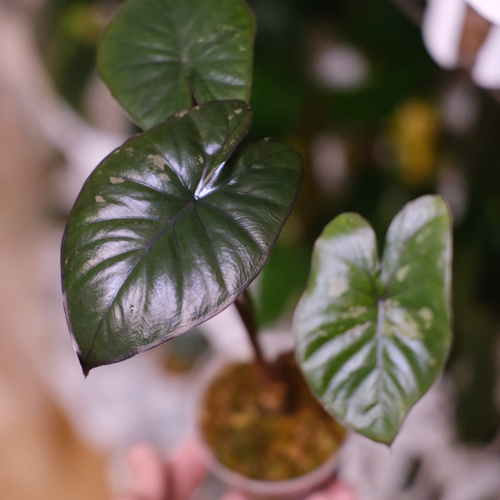 希少　極上美斑　アロカシア ピンクセレンディピティ 斑入り　鉢ごとメルカリ便② アロカシア ピンク セレンディピティ③ / Alocasia Pink Serendipity