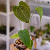 Anthurium Queen of Heart / アンスリウム クイーン オブ ハート⑲ / 観葉植物<育て方・花言葉>