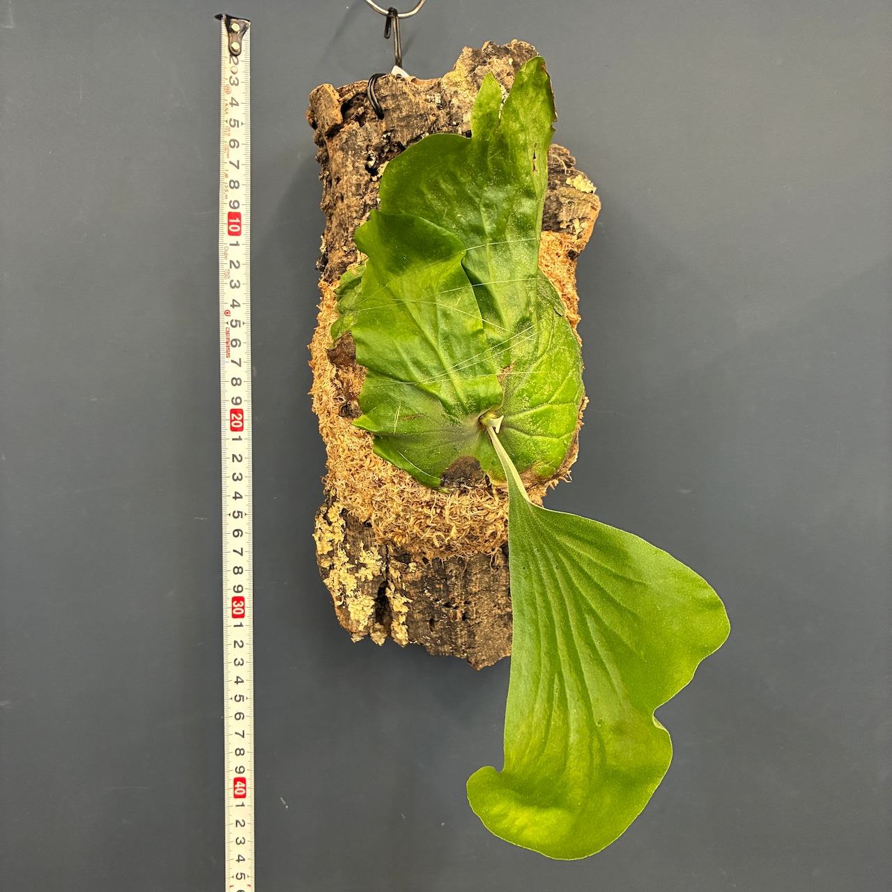 ビカクシダ P. elephantotis var. Mammuthus 板付け【698】