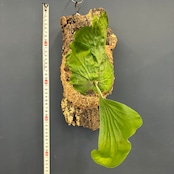 ビカクシダ P. elephantotis var. Mammuthus 板付け【698】