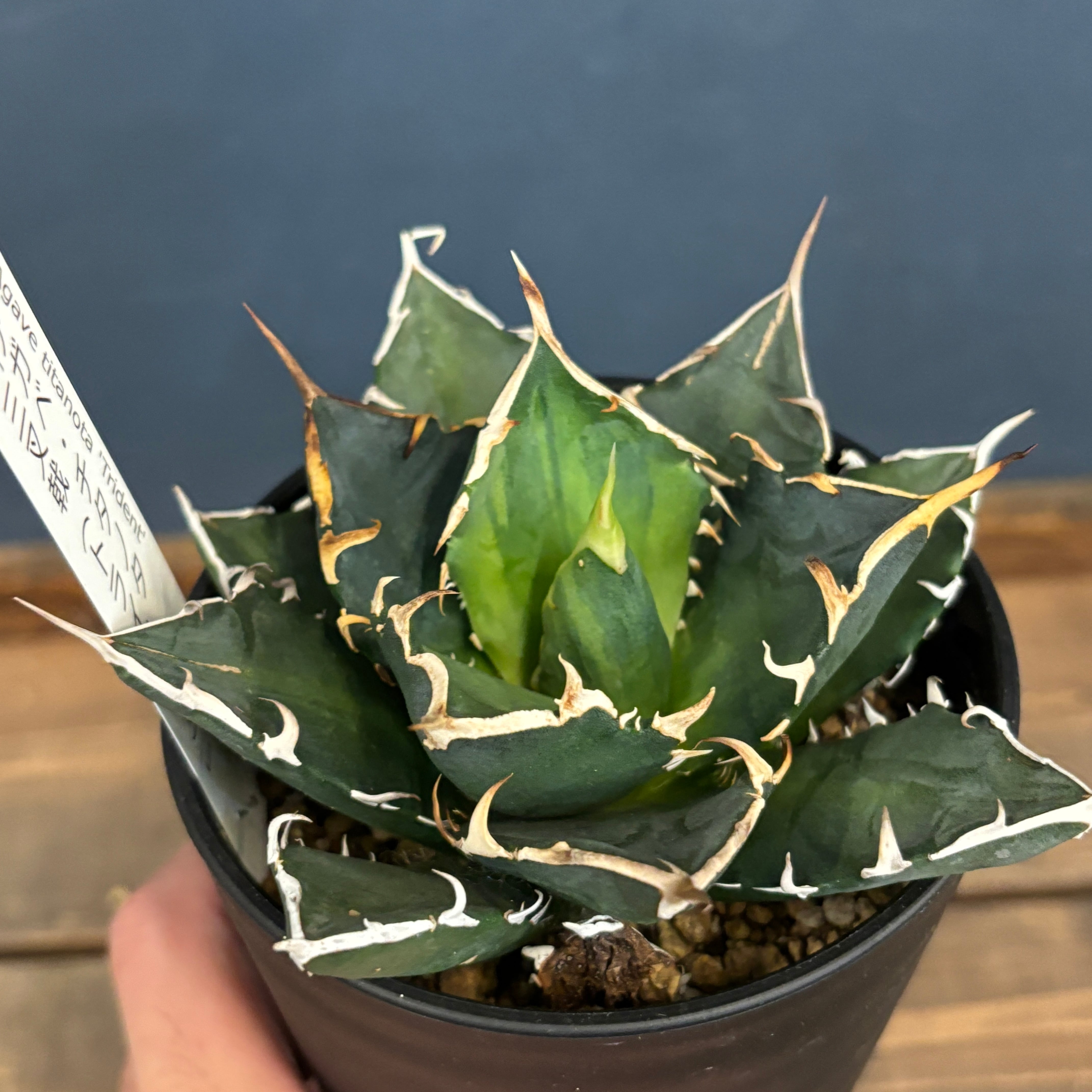 アガベ チタノタ トライデント【1068】 | PROTOLEAF プロトリーフ