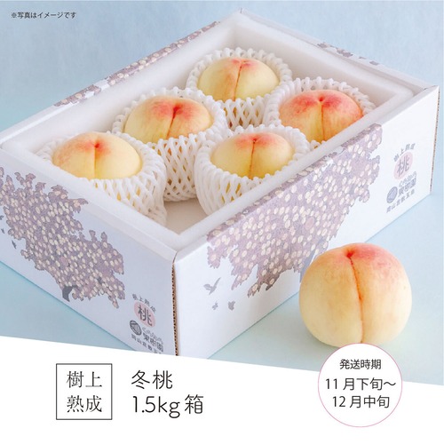 冬桃 1.5kg箱（6～9玉）