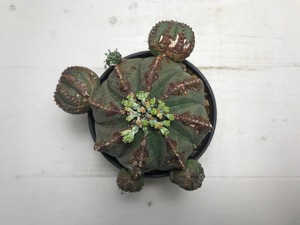 ユーフォルビア オベサ