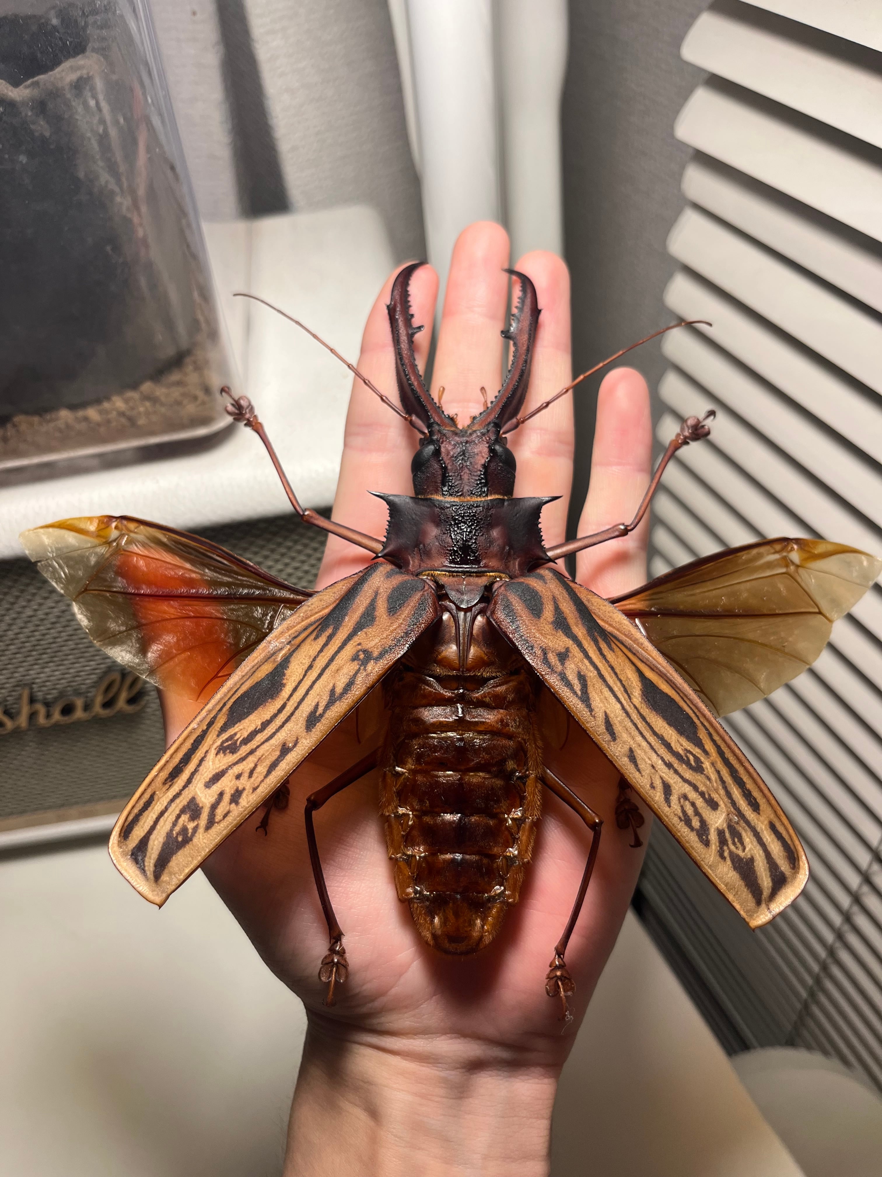 23mm】キラキラアラメムカシタマムシ 昆虫標本 標本 甲虫 カミキリ
