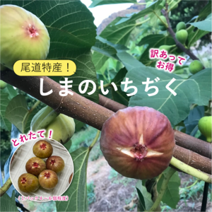 ※訳あってお得です【尾道特産・秋の味覚！しまのいちぢく】5パック