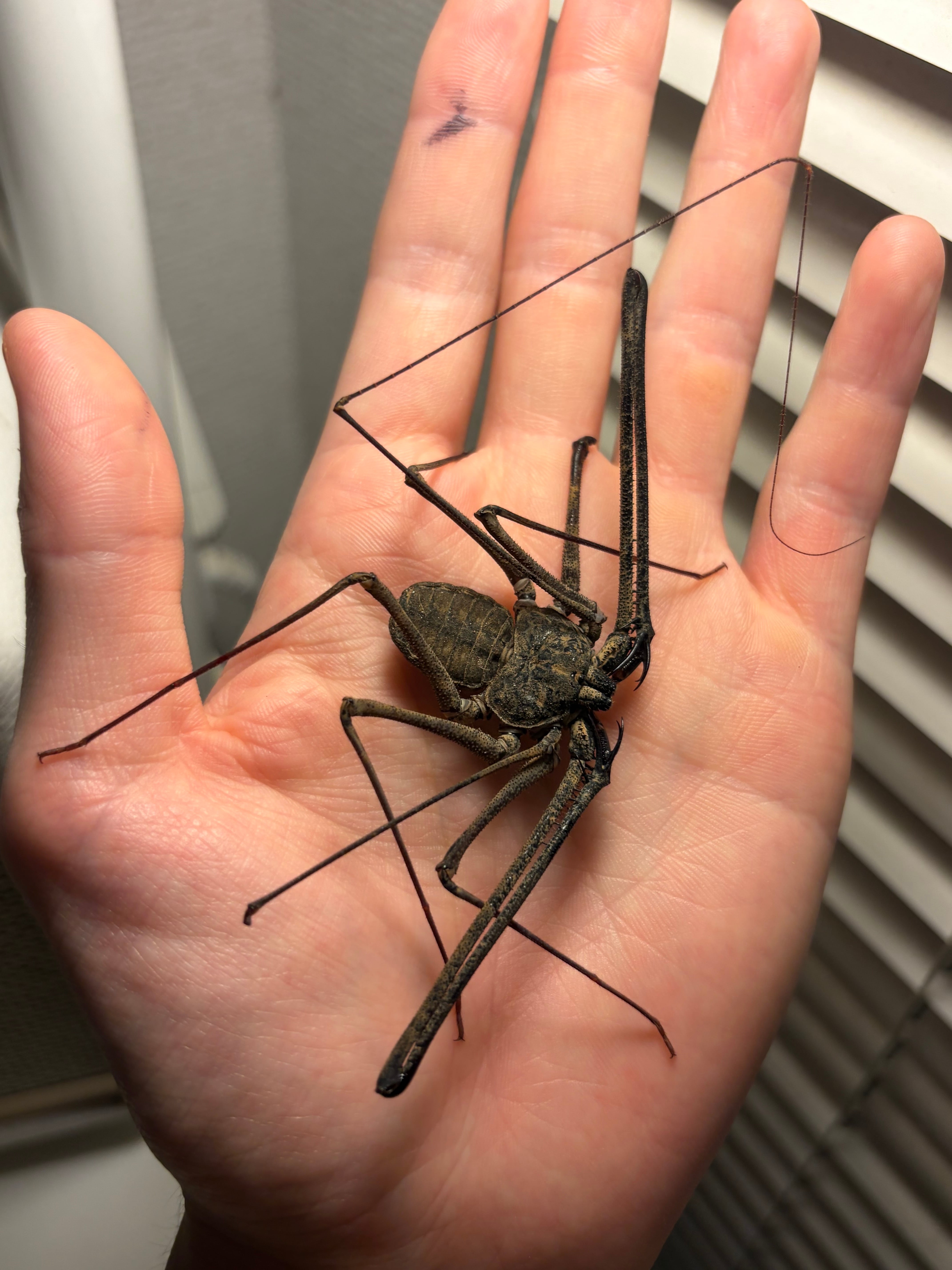 ♀生体】私の知る限りタランチュラの中で最も黒が美しい種のジャワ