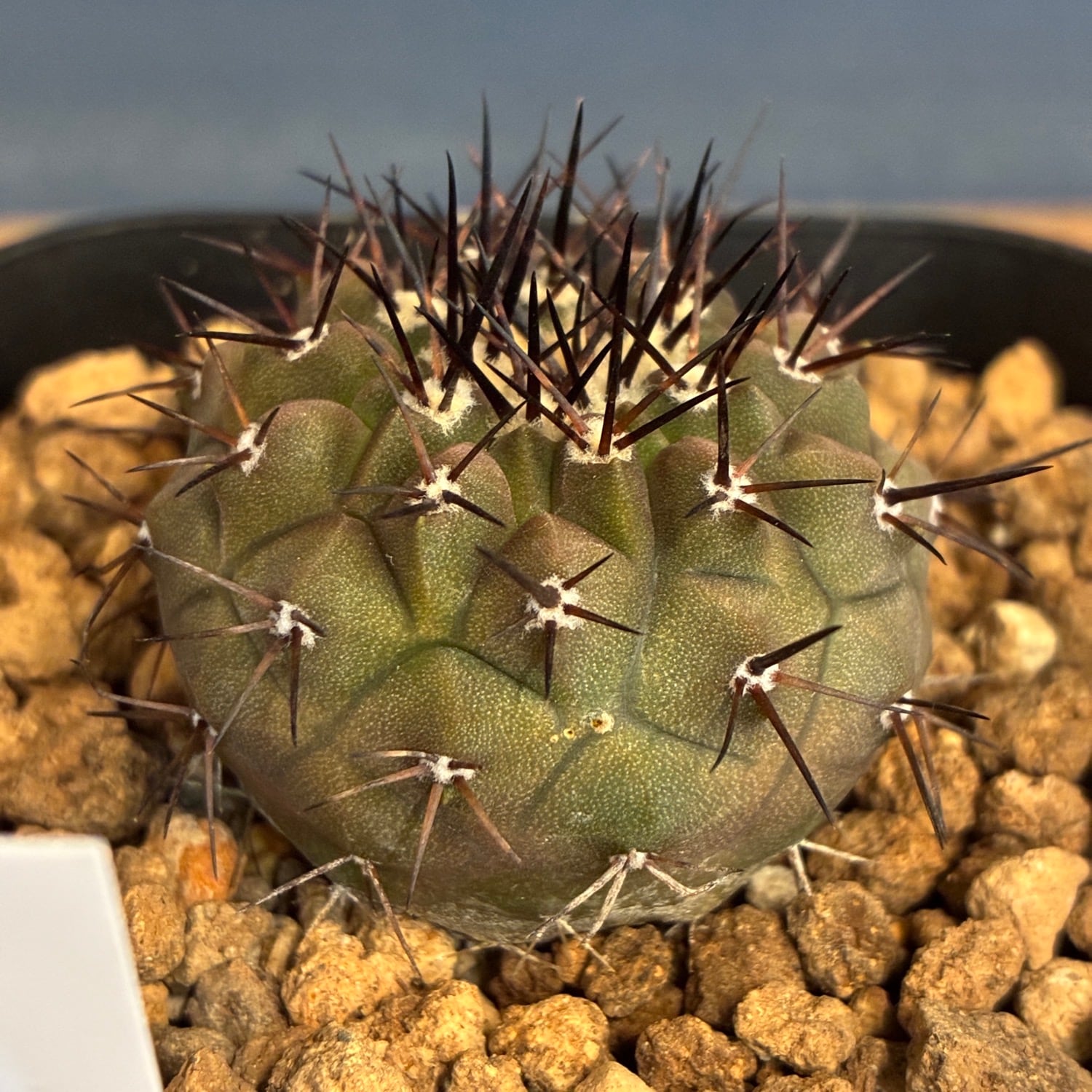 Copiapoa】サボテン コピアポア コルムナアルバ 孤竜丸 実生【697