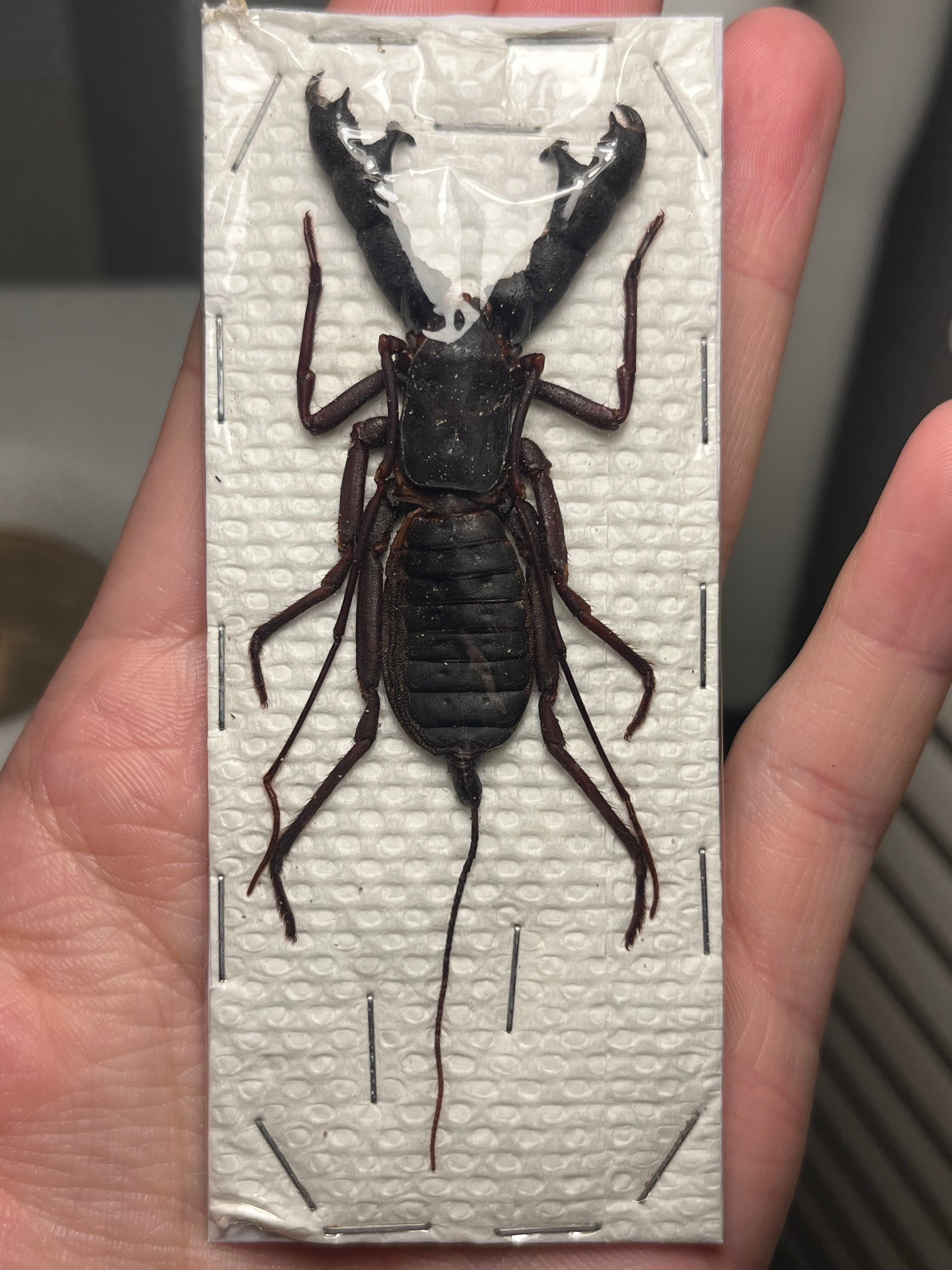 ♀生体】バイオリンマンティス カマキリ Gongylus gongylodes 昆虫標本